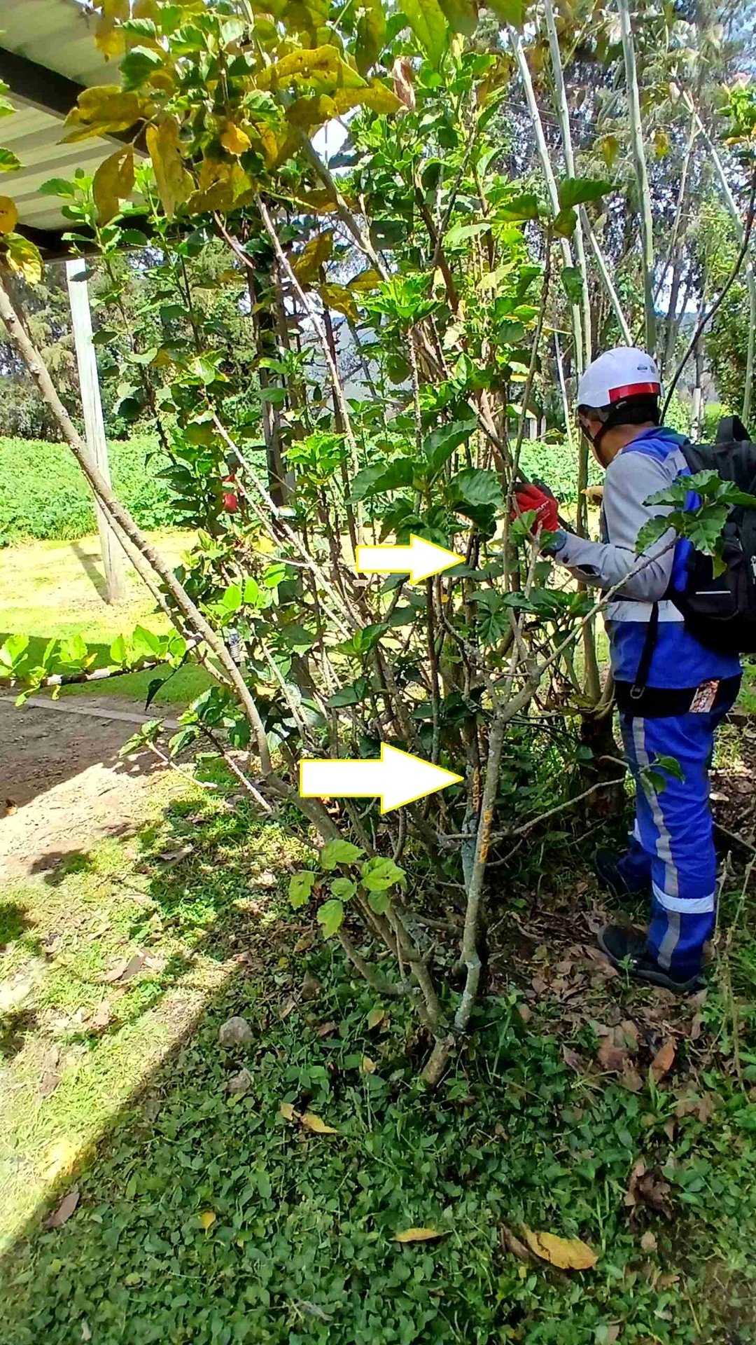 Profesional realizando evaluación silvicultural de vegetación