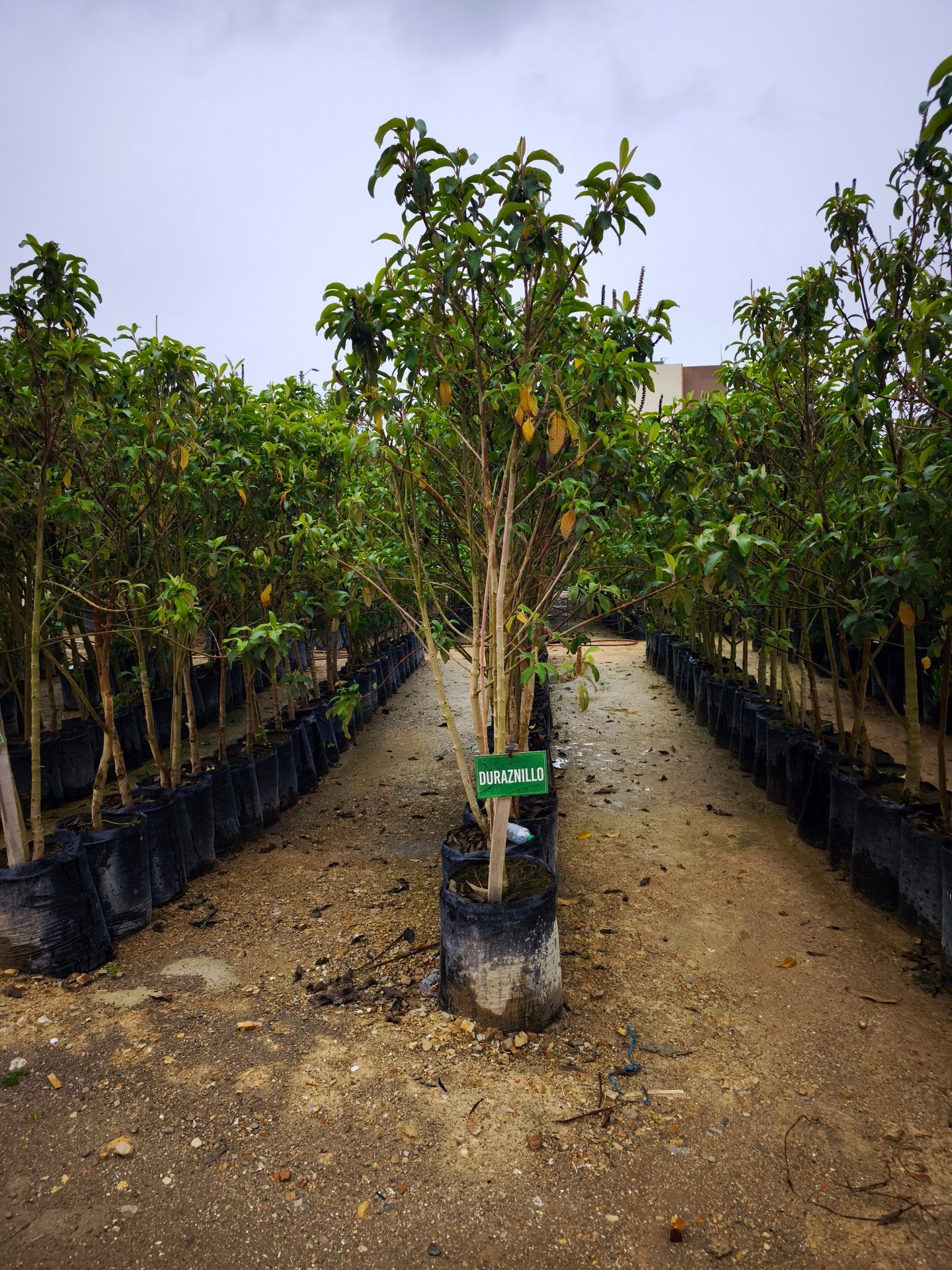 Vivero con árboles de duraznillo preparados para plantación