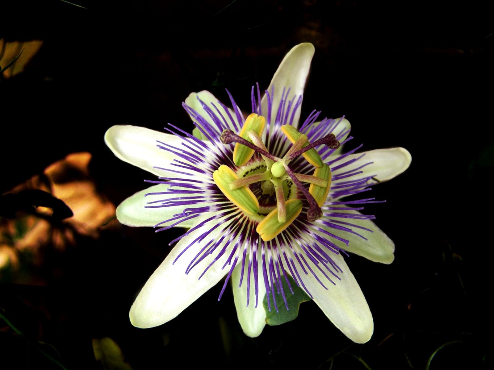 Flor de granadilla en primer plano