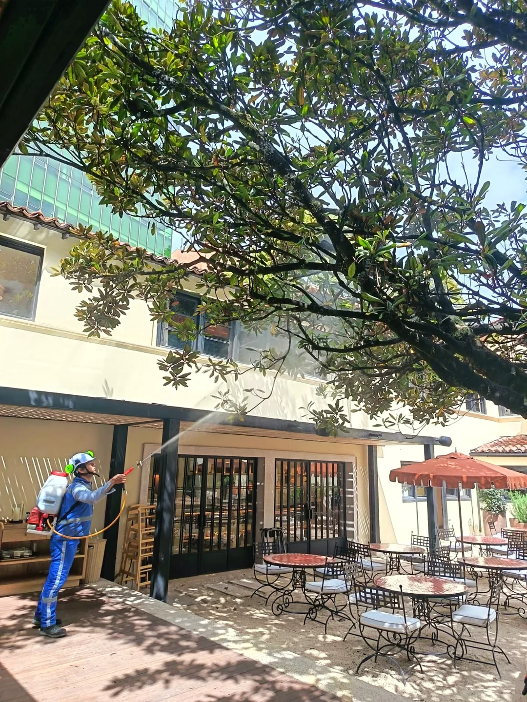 Aplicación de tratamiento fitosanitario a un árbol
