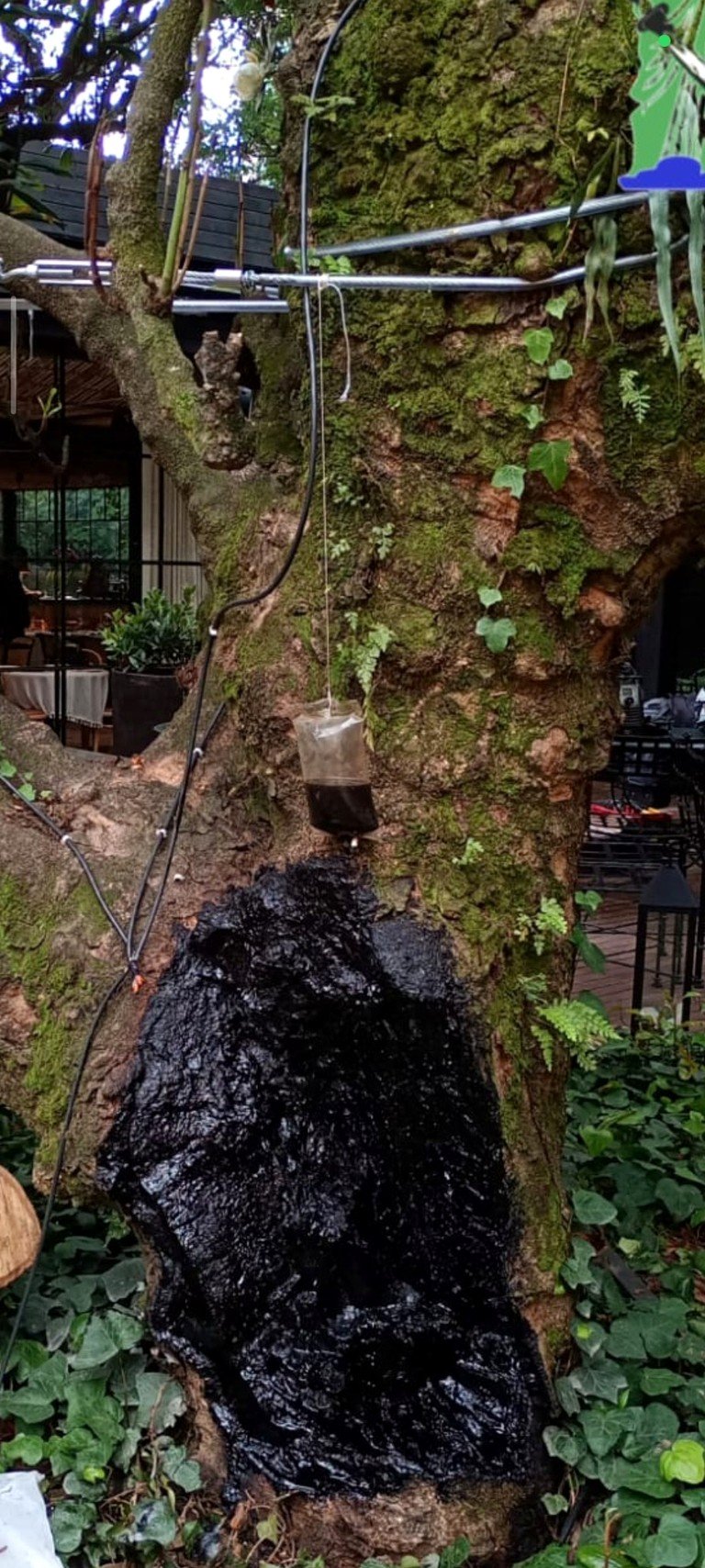 Detalle de cavidad y tratamiento en un árbol